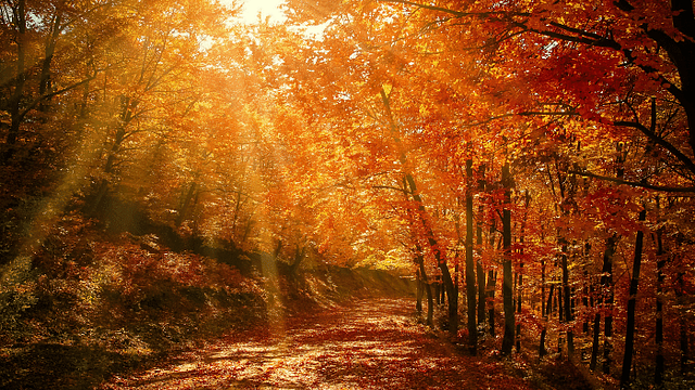 Fall Risks: Clinical Pearls